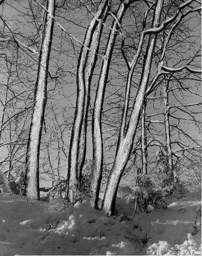 02-024 (click for large image)