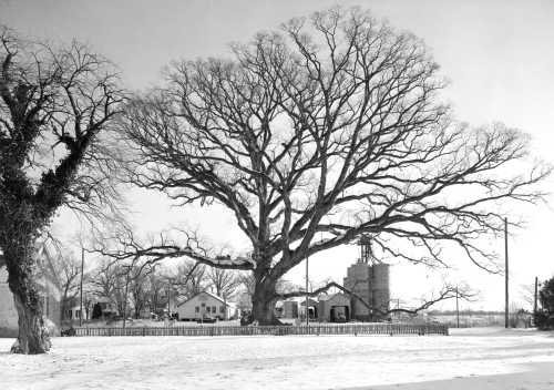 43-356 (click for large image)