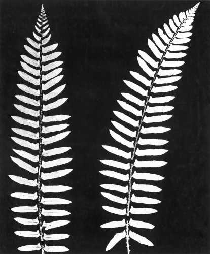 50-566 (click for large image)